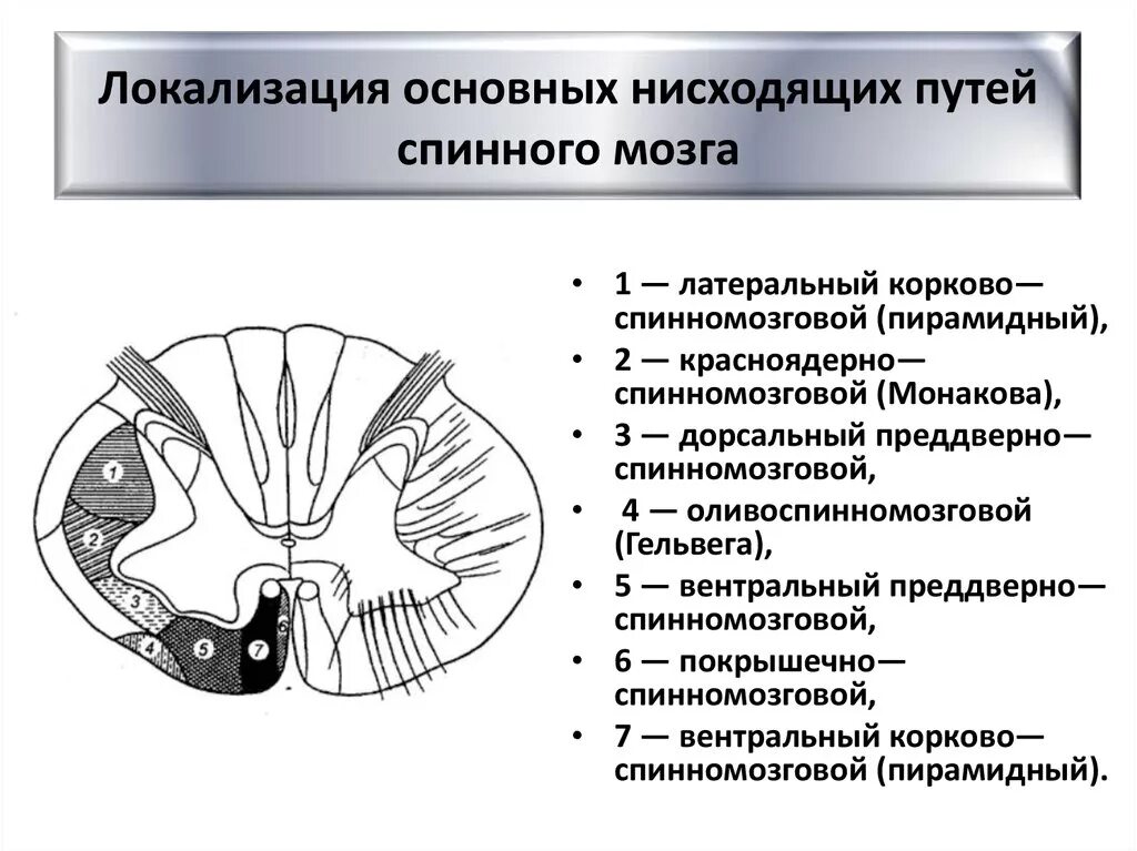 Локализация спинного мозга