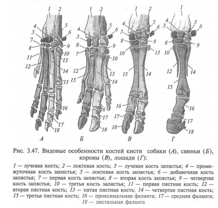 Скелет конечностей собаки. Кости пясти и запястья у животных. Кость грудной конечности КРС. Строение пясти лошади. Кость пясти лошади.