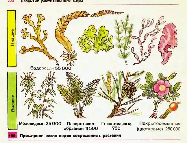 Эволюция растений схема. Эволюция отделов растений. Происхождение растений. Этапы эволюции растений.