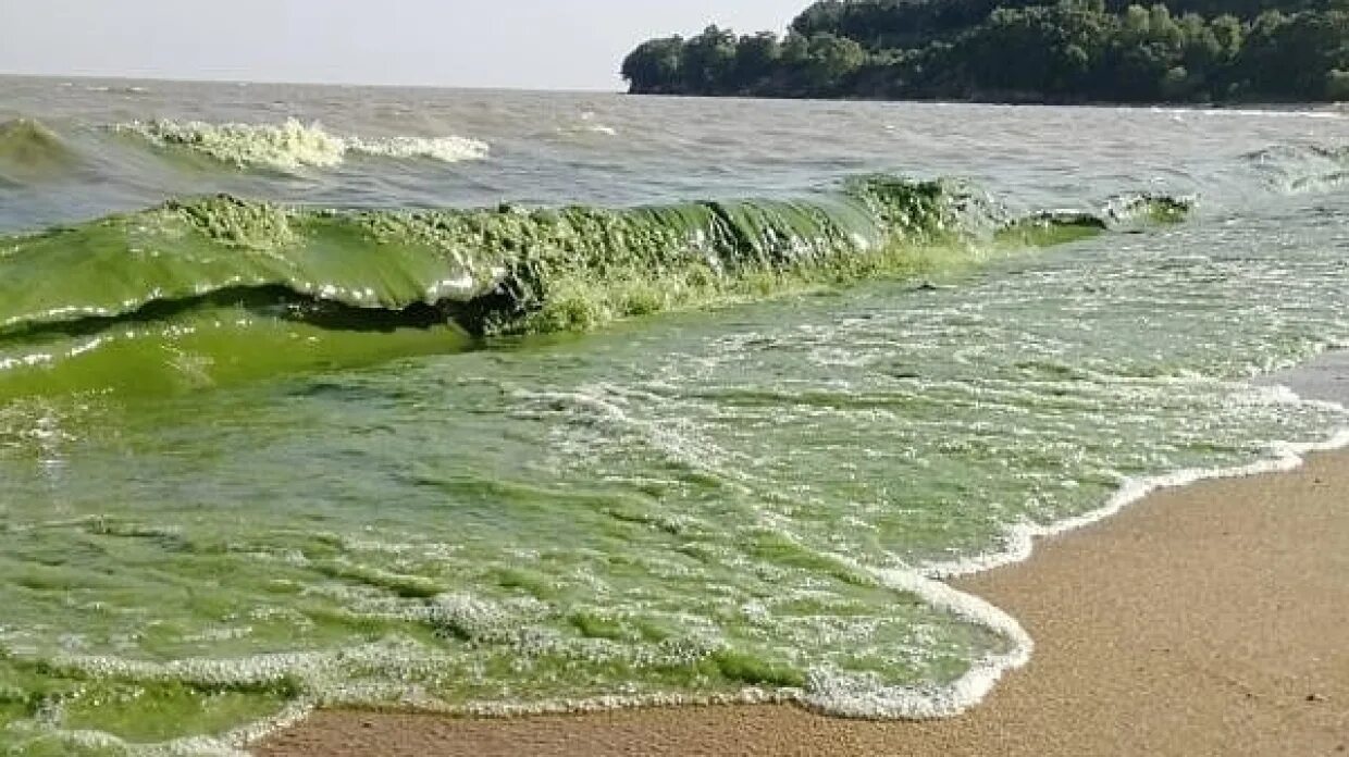 Озеро в приморье 5 букв на х. Цвет воды в Ханке. Озеро ханка под водой.