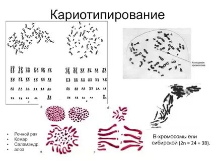 Кариотип цитогенетическим методом