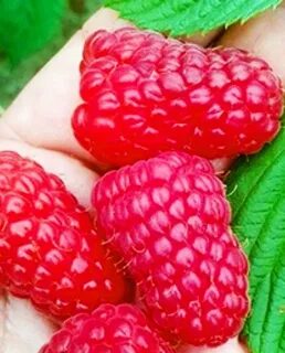 Малина пшехиба описание сорта урожайность характеристика фото
