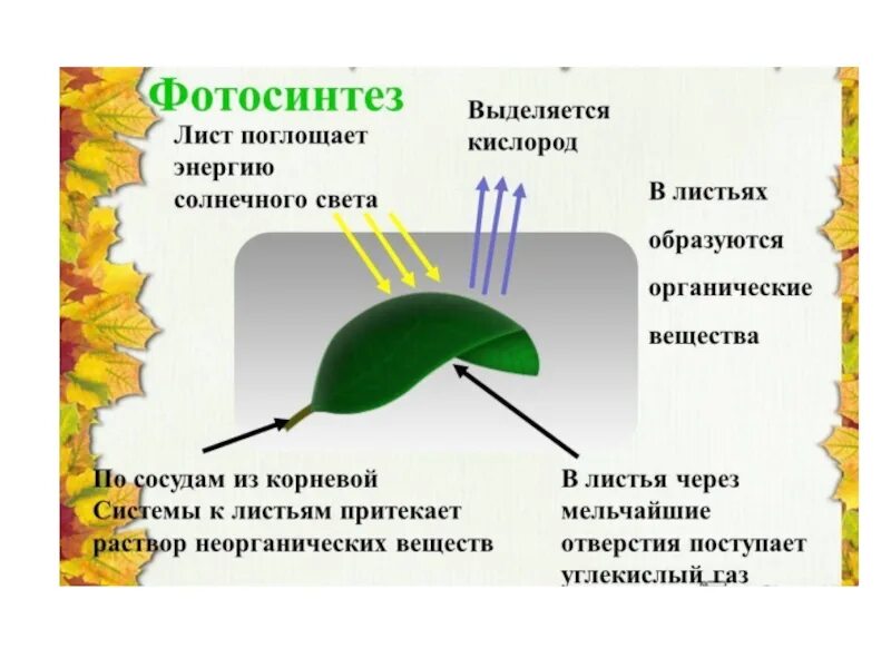 Орган клетки в котором происходит фотосинтез. Выделение у растений схема. Фотосинтез листа 6 класс. Что такое фотосинтез листа в биологии. Фотосинтез листа схема.