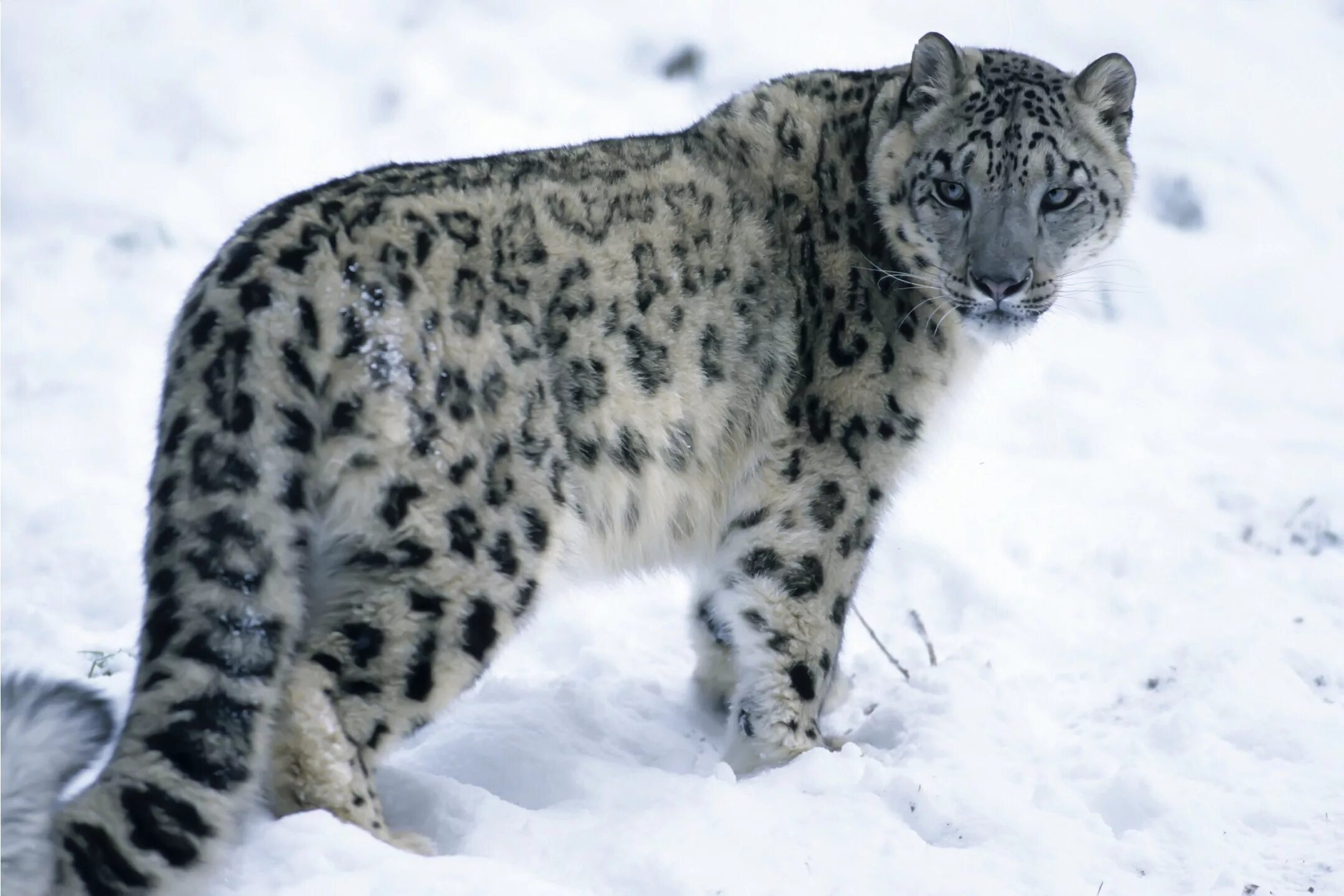 - Снежный Барс (Panthera uncia. Бабри Барфи. Снежный леопард Алтай. Ареал снежного Барса Алтай.