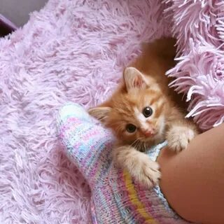 Рыжий котенок в руках