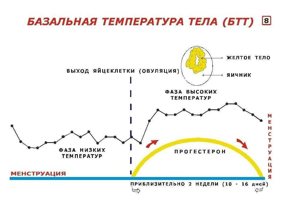 Забеременеть перед месячными за 1 день. Измерение базальной температуры 2 фазы цикла. График менструального цикла и базальной температуры. Овуляторный график базальной температуры. График базальной температуры с овуляцией.