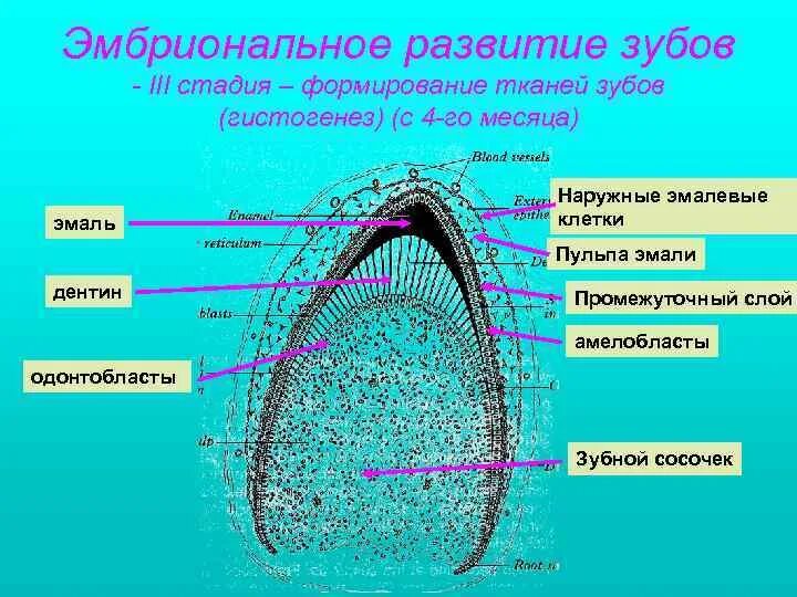 Стадии развития зуба. Эмбриональное развитие зуба гистология. Стадии развития зачатка зуба. Развитие зуба 3 стадия гистология. Гистогенез гистология.