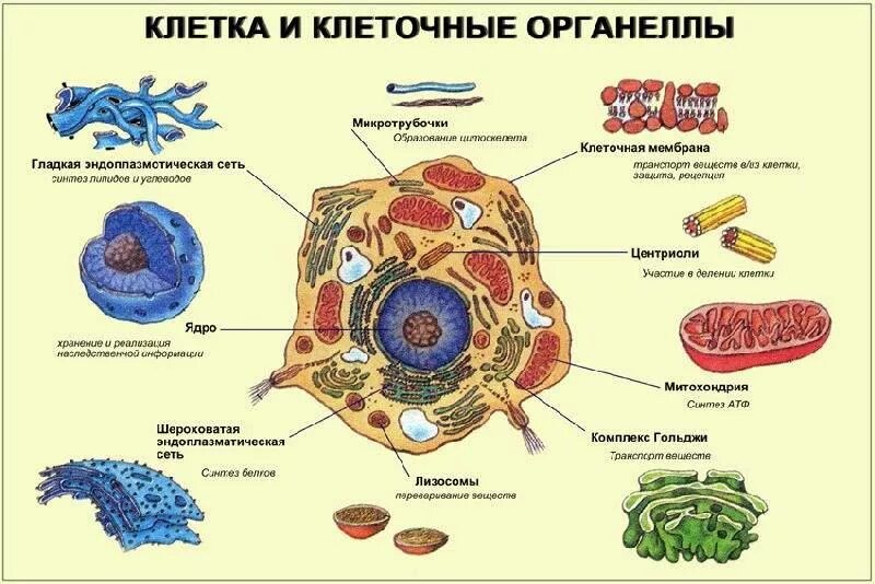 Органеллы передвижения. Строение клетки, клеточные органеллы. Структура клеток органоиды ( органеллы). 4. Строение органоида клетки. Строение растительной клетки клетки и функции ее органоидов.