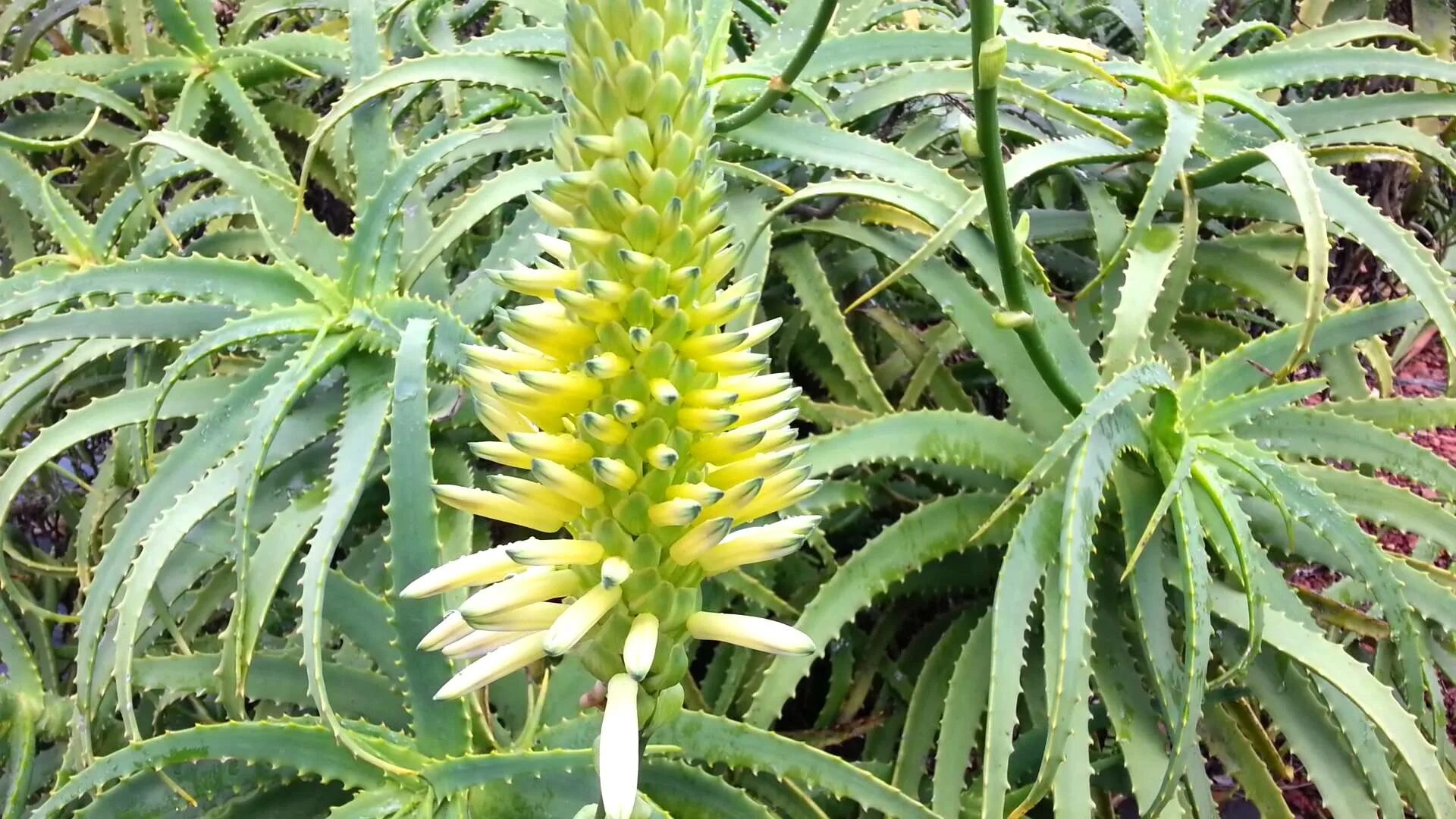 Алоэ столетник цветение. Алоэ Aloe arborescens Mill. Алоэ древовидное (Aloe arborescens).