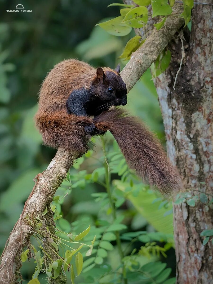 Пестрая белка. Sciurus VARIEGATOIDES. Белка Стейнджера. Пёстрая белка. Пятнистая белка.