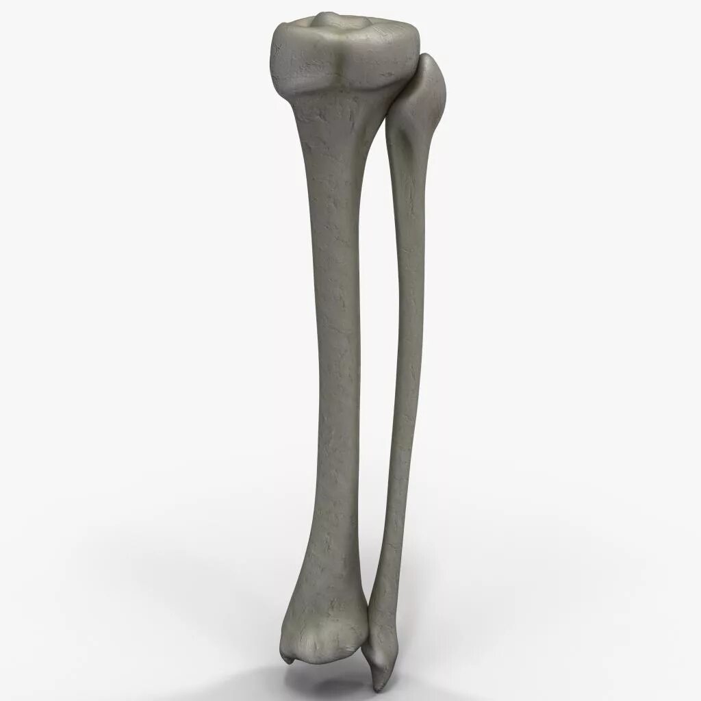 Берцовая. Большеберцовая кость (tibia). tibia кость. большеберцовая кость голени. большеберцовая и малоберцовая кость.