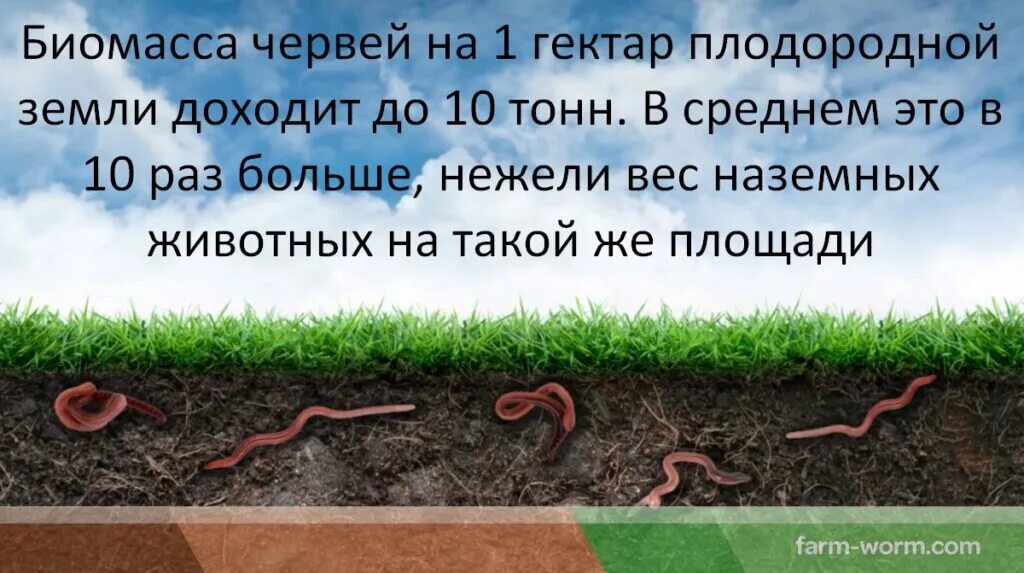 Роль дождевого червя в природе. Роль дождевых червей в природе.