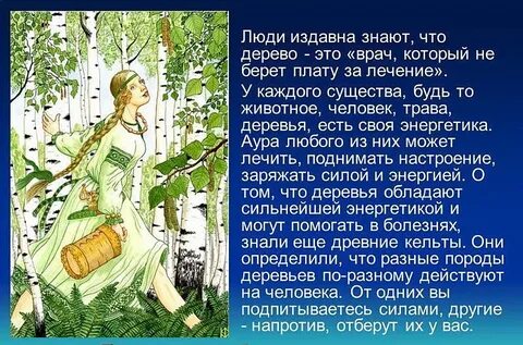 Издавна люди присматривались к древесине разных