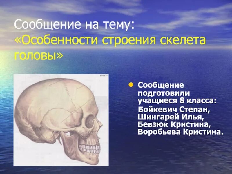 Скелет головы. Строение скелета головы. Особенности строения скелета головы у человека. Характеристика скелета черепа.
