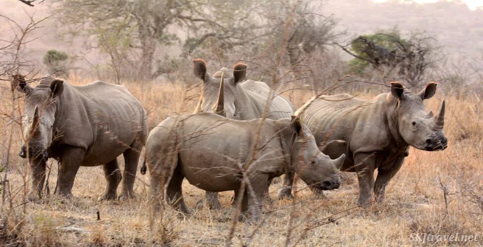 любовь носорога читать полностью