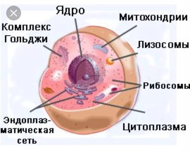 Полость в цитоплазме клетки 7 букв. Строение клетки человека. Строение клетки человека анатомия. Структура клетки человека. Клеточное строение организмов.