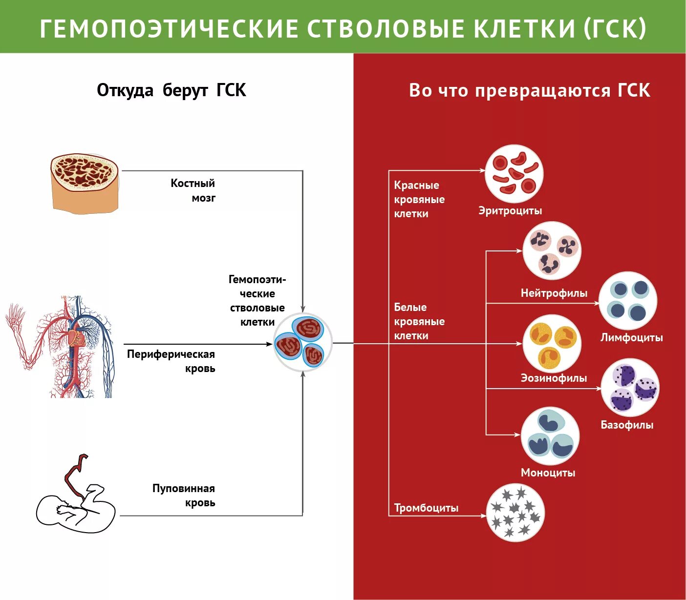 Гемопоэтические стволовые клетки. Схема стволовых клеток. Трансплантация гемопоэтических стволовых клеток. Стволовые клетки костного мозга.