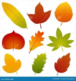 Collection of Autumn Leaves Vector Stock Vector - Illustration of natural, autum