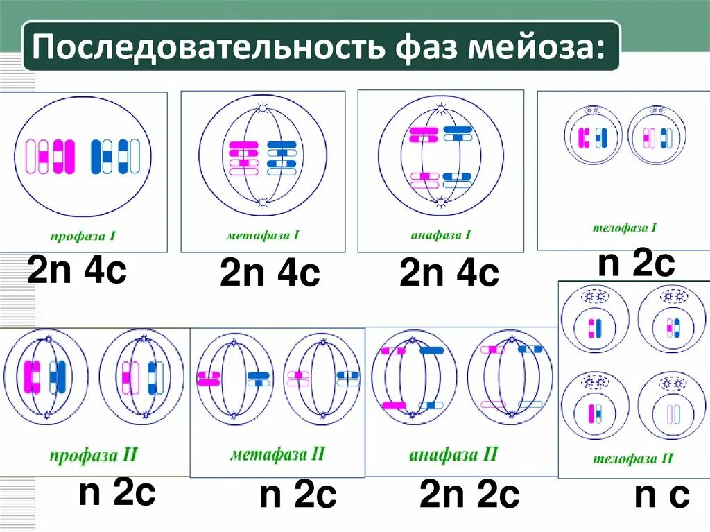 Мейоз тест 10 класс биология. Митоз и мейоз схема по фазам. Схема митоза 2n. Схема митоза 2n=2. Этапы деления Метоз мейоз1 мейоз2.