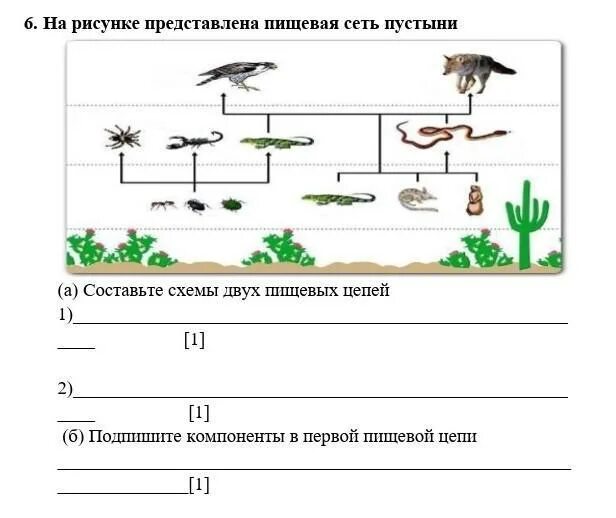 Составьте несколько пищевых цепей. На рисунке представлена пищевая сеть. Пищевая сеть пустыни схема. Несколько схем пищевых цепей. Пищевая цепь пустыни.