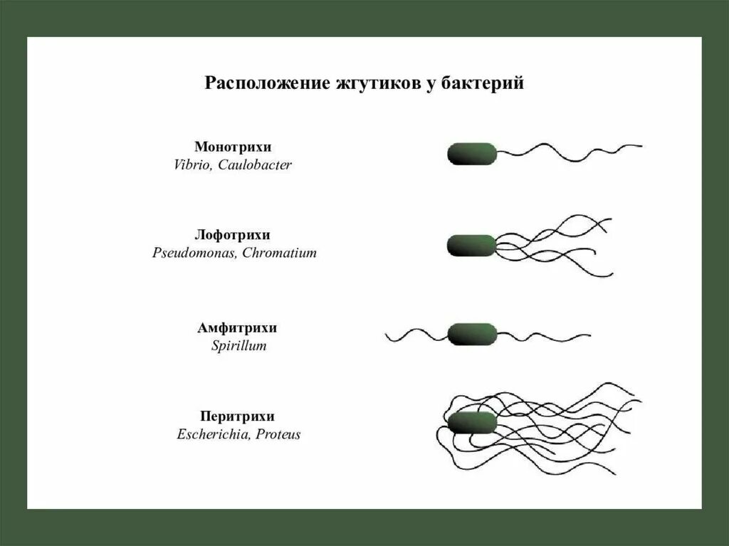 Лофотрихи. Монотрихи перитрихи. Монотрихи амфитрихи лофотрихи перитрихи. Классификация бактерий по числу жгутиков. Жгутики микроорганизмов перитрихи.