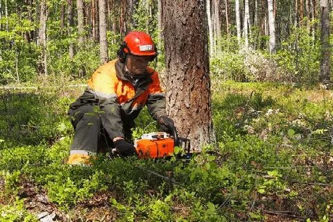 Работа вальщиком леса вахтовым