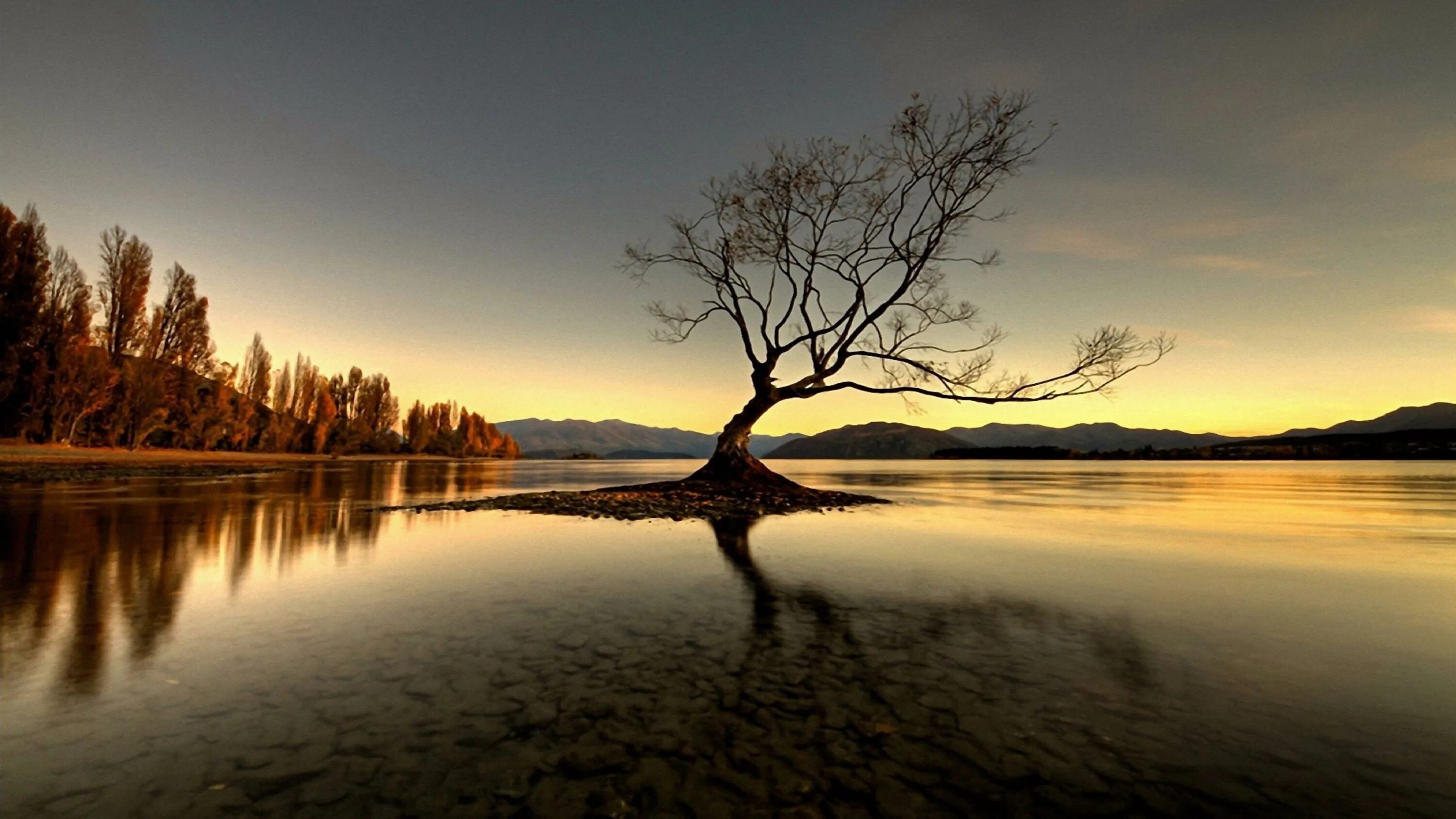 Дерево отражается в воде. Дерево над озером. Одинокий пейзаж. Дерево у воды. Одинокое дерево у реки.