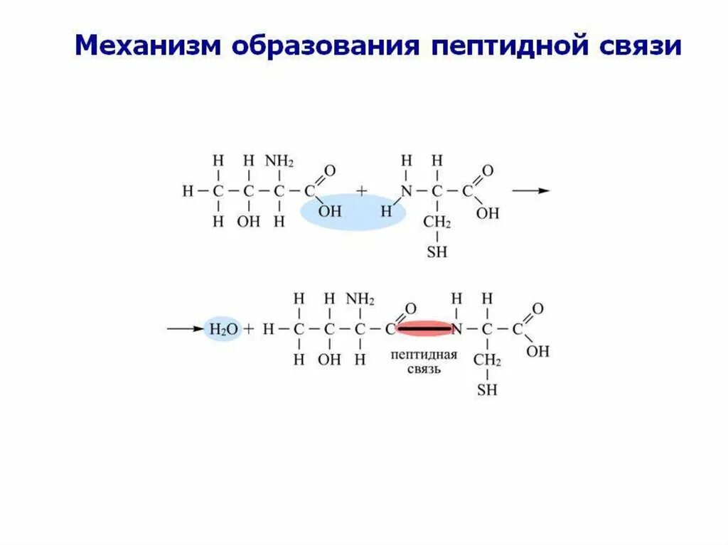 Реакции образования связи с с. Схема образования пептида. Механизм образования пептидной связи. Реакция образования пептидной связи. Образование пептидной связи формула.