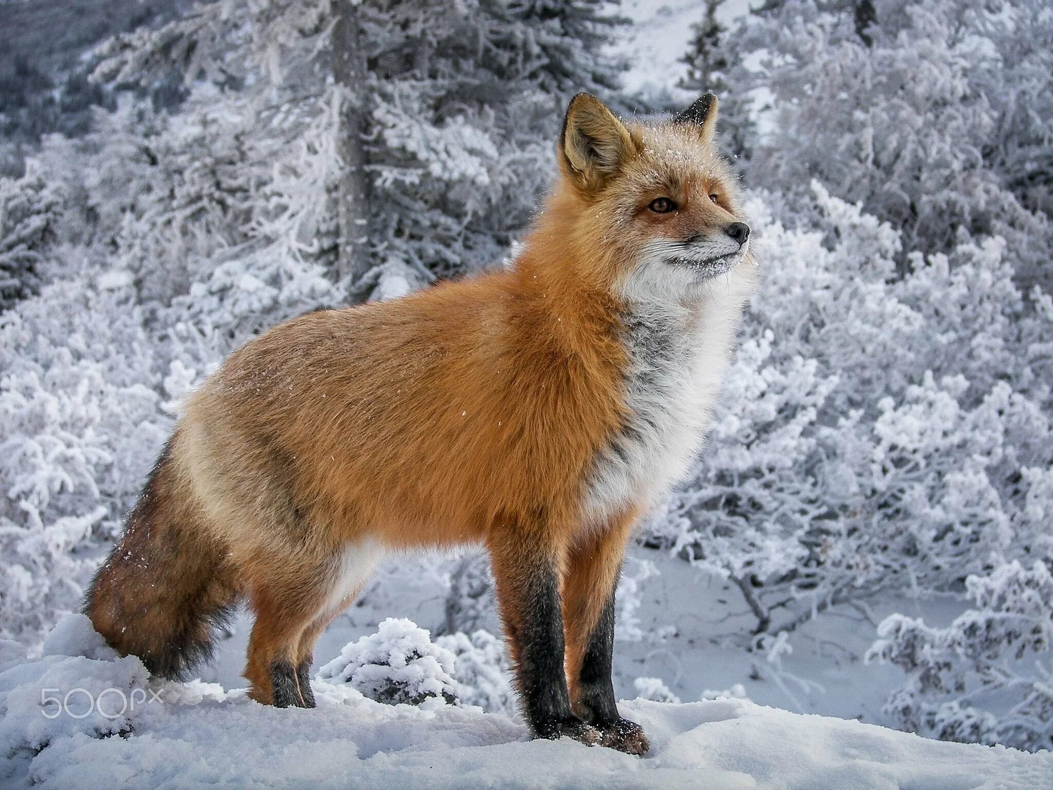 Лисица Сибирская. Лисица в тайге. Винтер Фокс. Лиса Лисонька лиса. Fox на русском языке