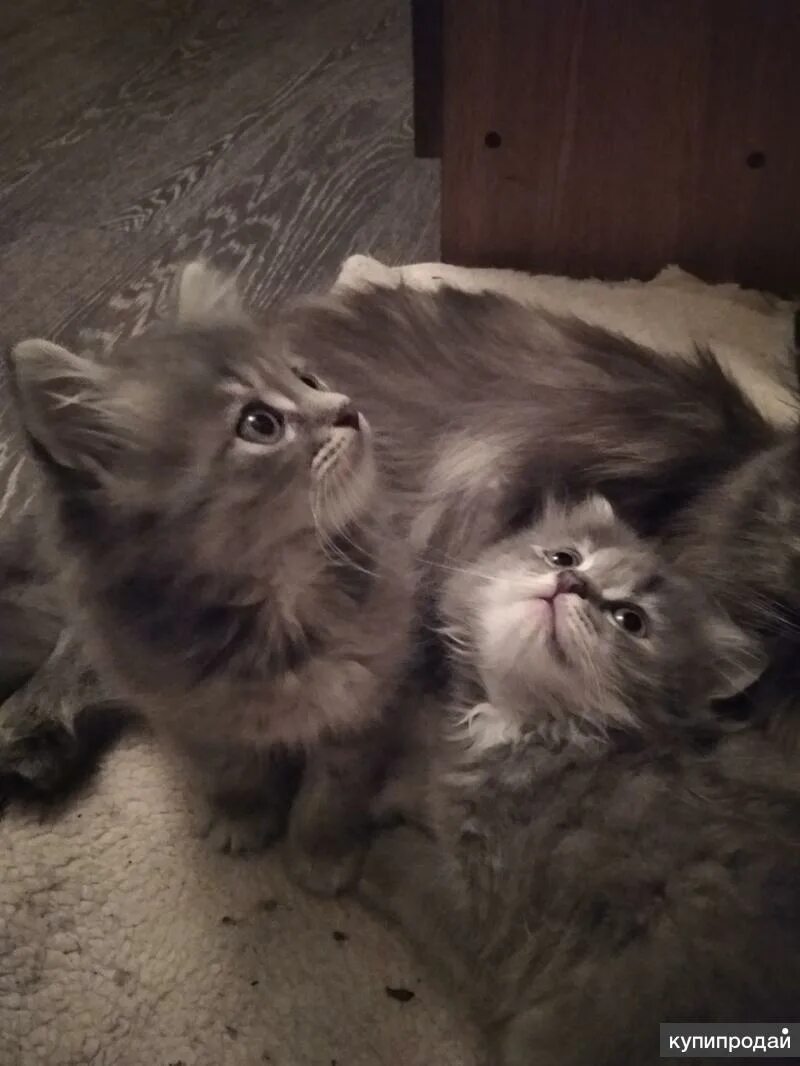 Котята в добрые руки в энгельсе. Котята в добрые руки в энгельсе