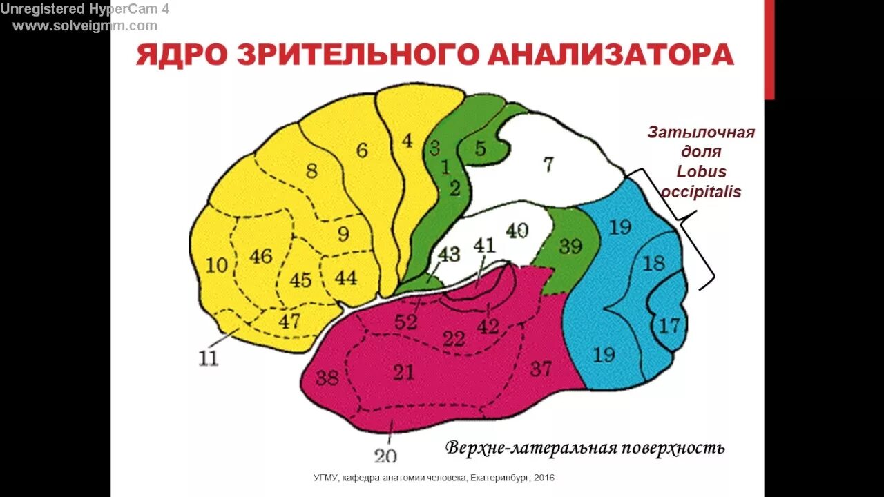 Первичные поля мозга. 46 Поле Бродмана. Полушария Бродмана. Локализация функций головного мозга. Локализация функций в коре головного мозга.