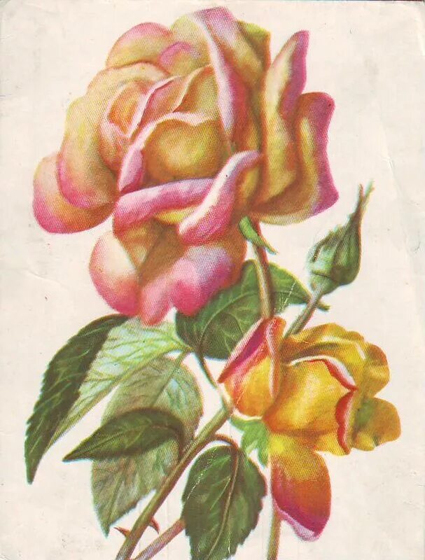 Советские цветы. Советские розы. Старые открытки с розами. Советские открытки цветы.