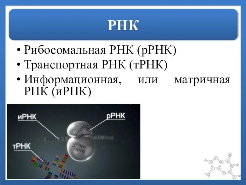 Информационная РНК транспортная РНК рибосомная РНК. Рибосомная РНК функции. Место образования рибосомальной РНК. Рибосомальная РНК характеристика.