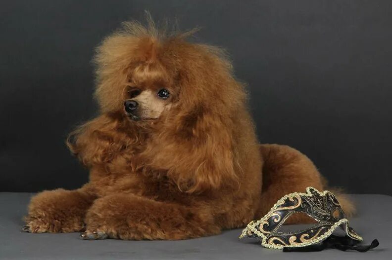 порода карликовый пудель. декоративные собаки большие. Breed йоркширский терьер. декоративные собаки большие. пудель паппи.