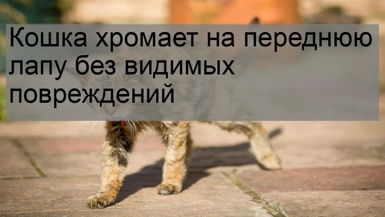 Кошка хромает на лапу без видимых повреждений