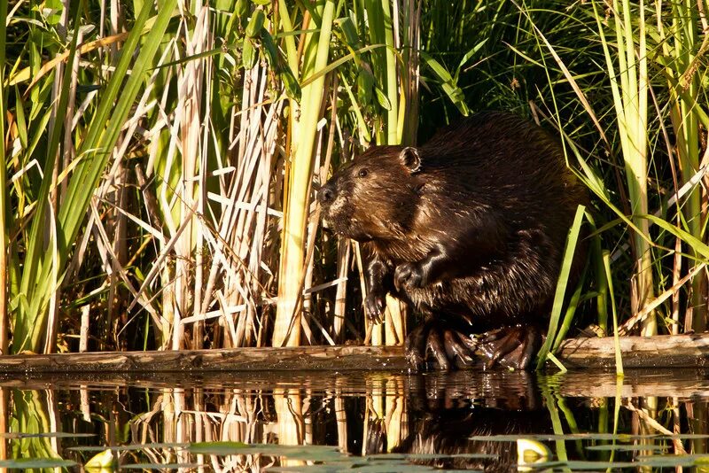 Речной бобр, выдра. Выдра и ондатра. Под бобра. Обыкновенный бобр. Беловежская пуща бобры.
