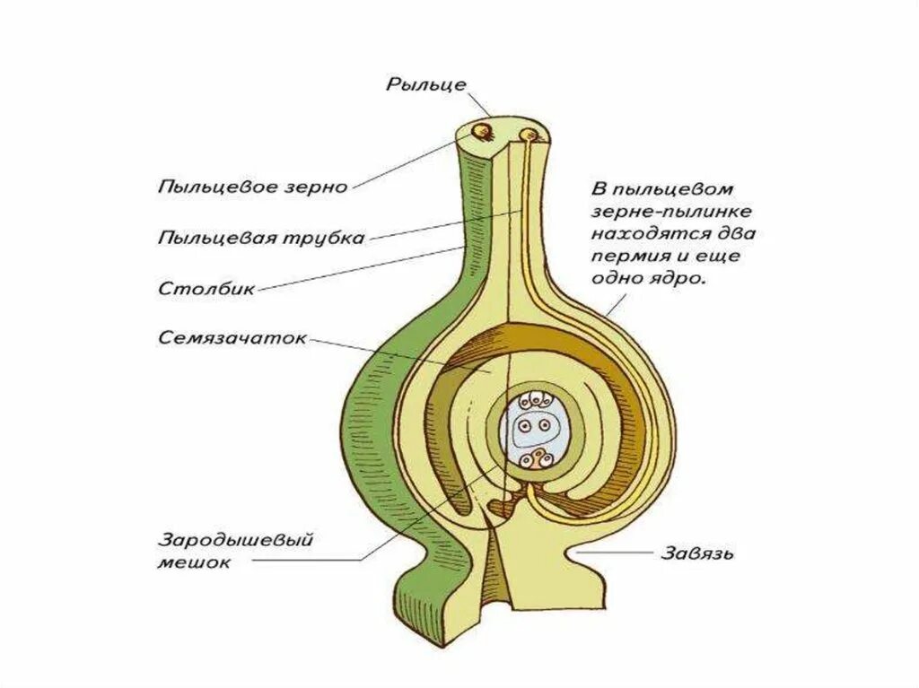 Строение пыльцевой трубки. Пыльцевое зерно покрытосеменных. Двойное оплодотворение пыльцевое зерно. Образование пыльцевой трубки схема. Образование пыльцы в пыльцевом мешке