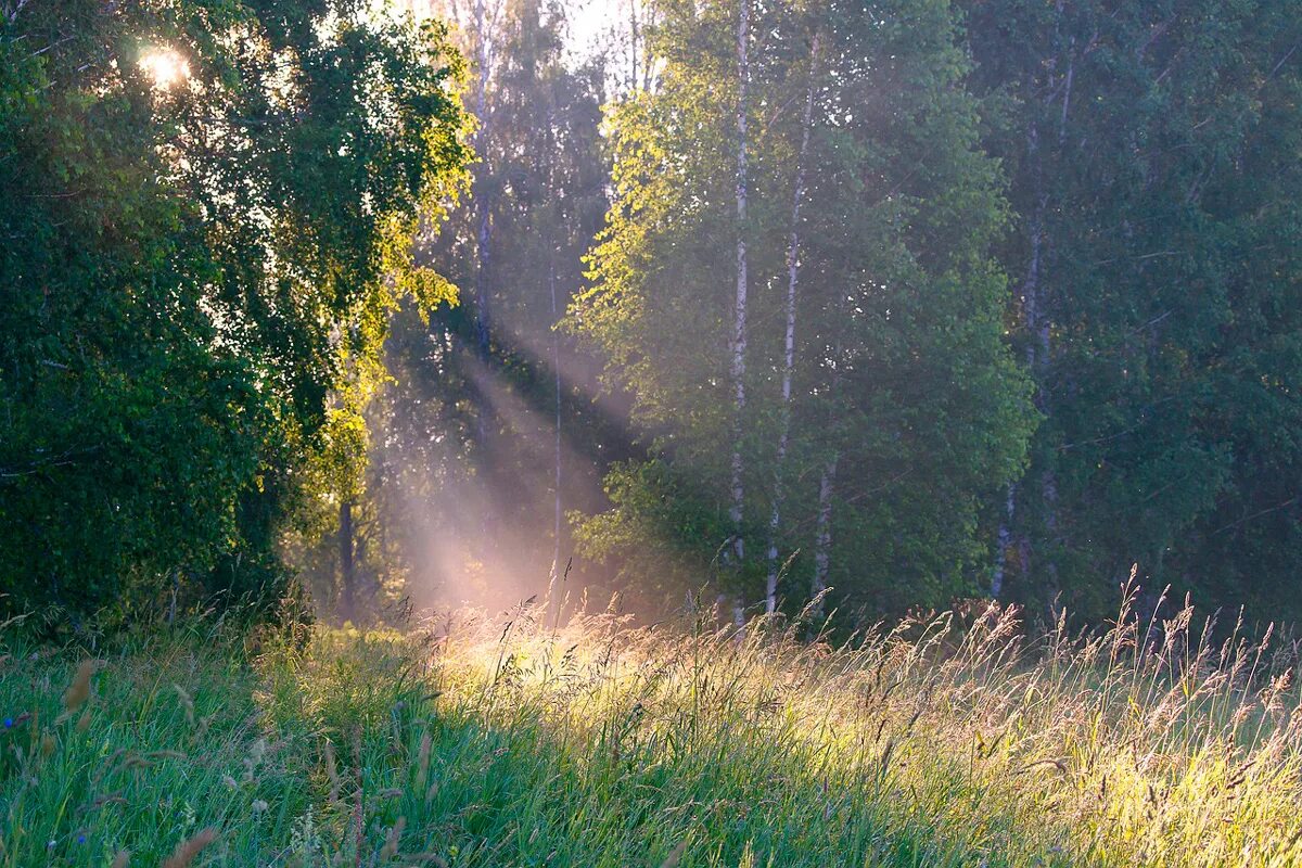 Леса несмотря на тропический зной не. Кирово-Чепецкий район лес. Пейзажи на пленку. Пейзажи снятые на пленку. Природа в картинках.