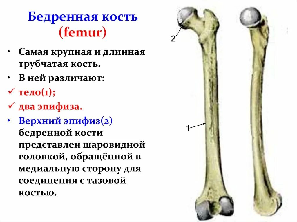 Эпифизы длинных