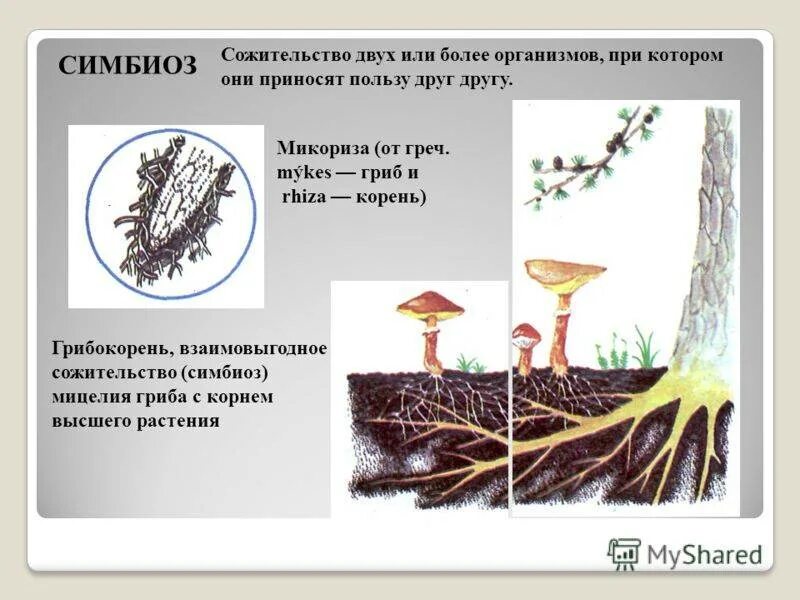 Грибная микориза. Микориза грибокорень. Грибница микориза. Микориза у мхов.