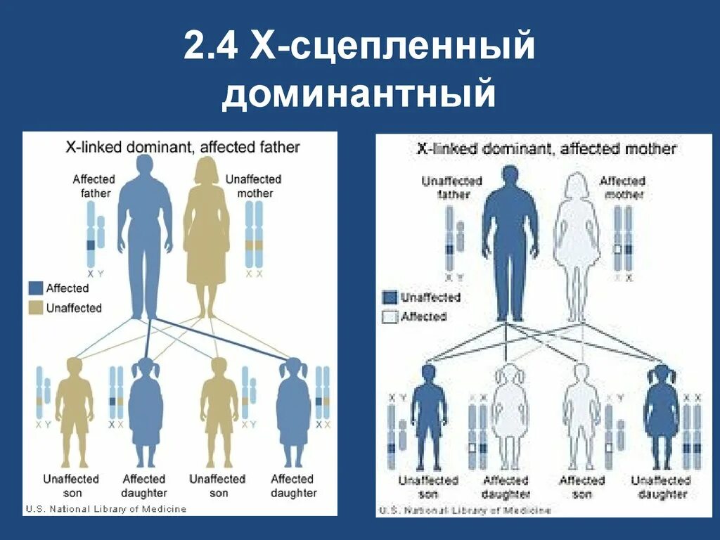 Сцепленные заболевания примеры. X сцепленный доминантный Тип наследования. Болезни с х сцепленным доминантным типом наследования. 3. Х-сцепленный доминантный Тип наследования это. Х сцепленный доминантный Тип наследования заболевания.