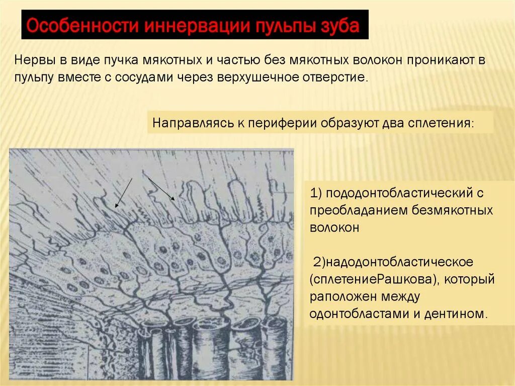 Особенность строения пульпы какую функцию она выполняет. Субодонтобластический слой пульпы. слои пульпы зуба гистология. строение пульпы зуба. строение пульпы зуба гистология.