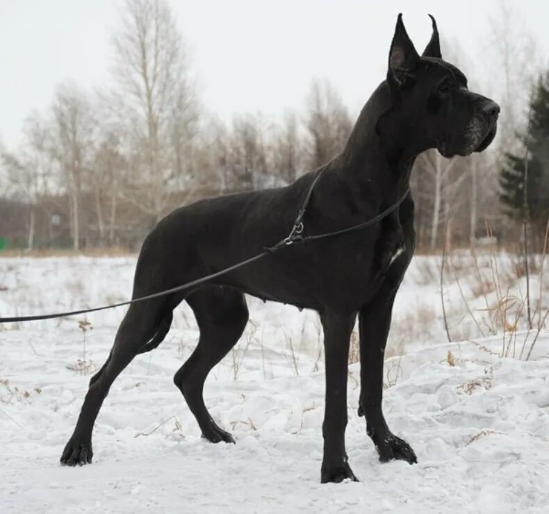 порода королевский дог. немецкий дог с купированными ушами. немецкий дог белый высокий самец модель. немецкий дог породы собак германии. дог хвост.