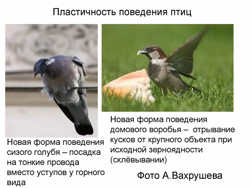 Инстинкты птиц. Поведение птиц. Формы поведения птиц. Брачное поведение птиц.