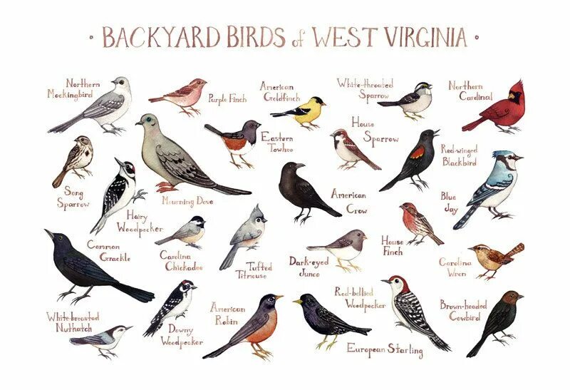 Фамилии с птицами. Плакат птицы. Фамилии связанные с птицами. Плакат связанный с птицами.