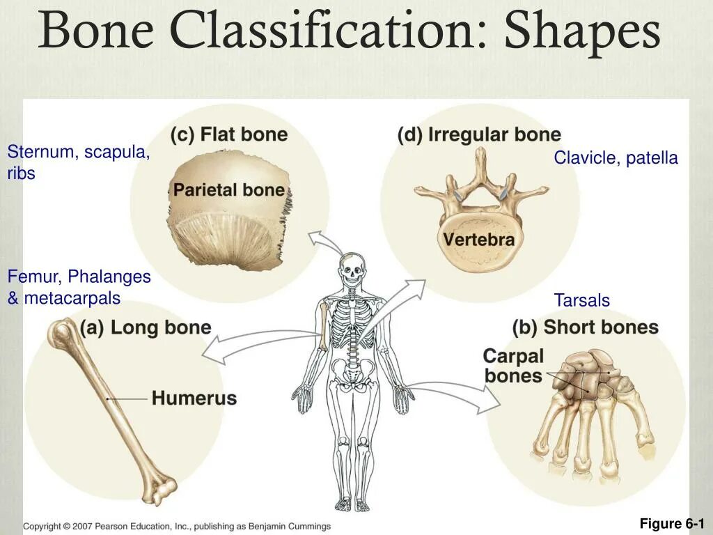 Classification of Bones. Classification of connection of Bones. E fround classification Bone anomalis. Bone meaning