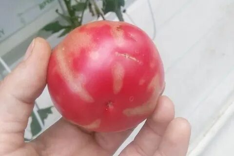 Томата секрете