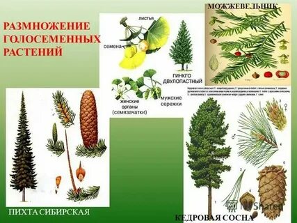 Цикл елей