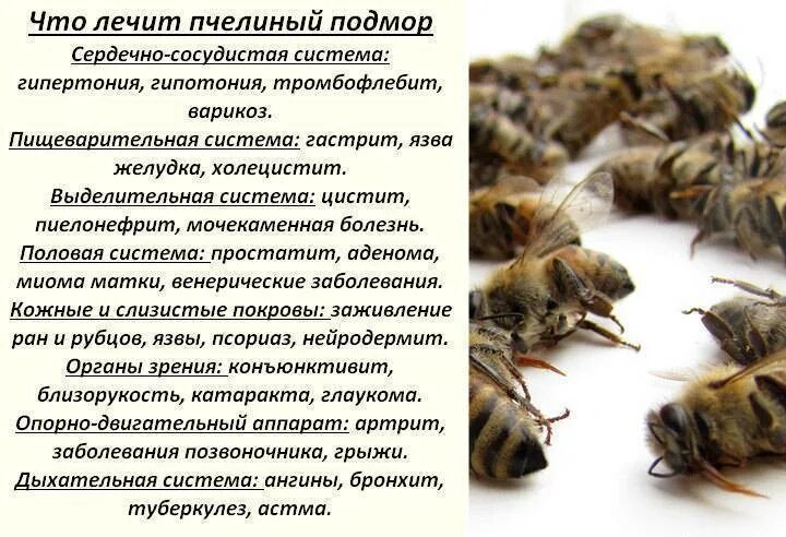 При какой температуре обрабатывать пчел. Пчелиный подмор (пчелозан ). пчелиный подмор урал. пчелиный лечебный подмор лечебные. отвар из пчелиного подмора.