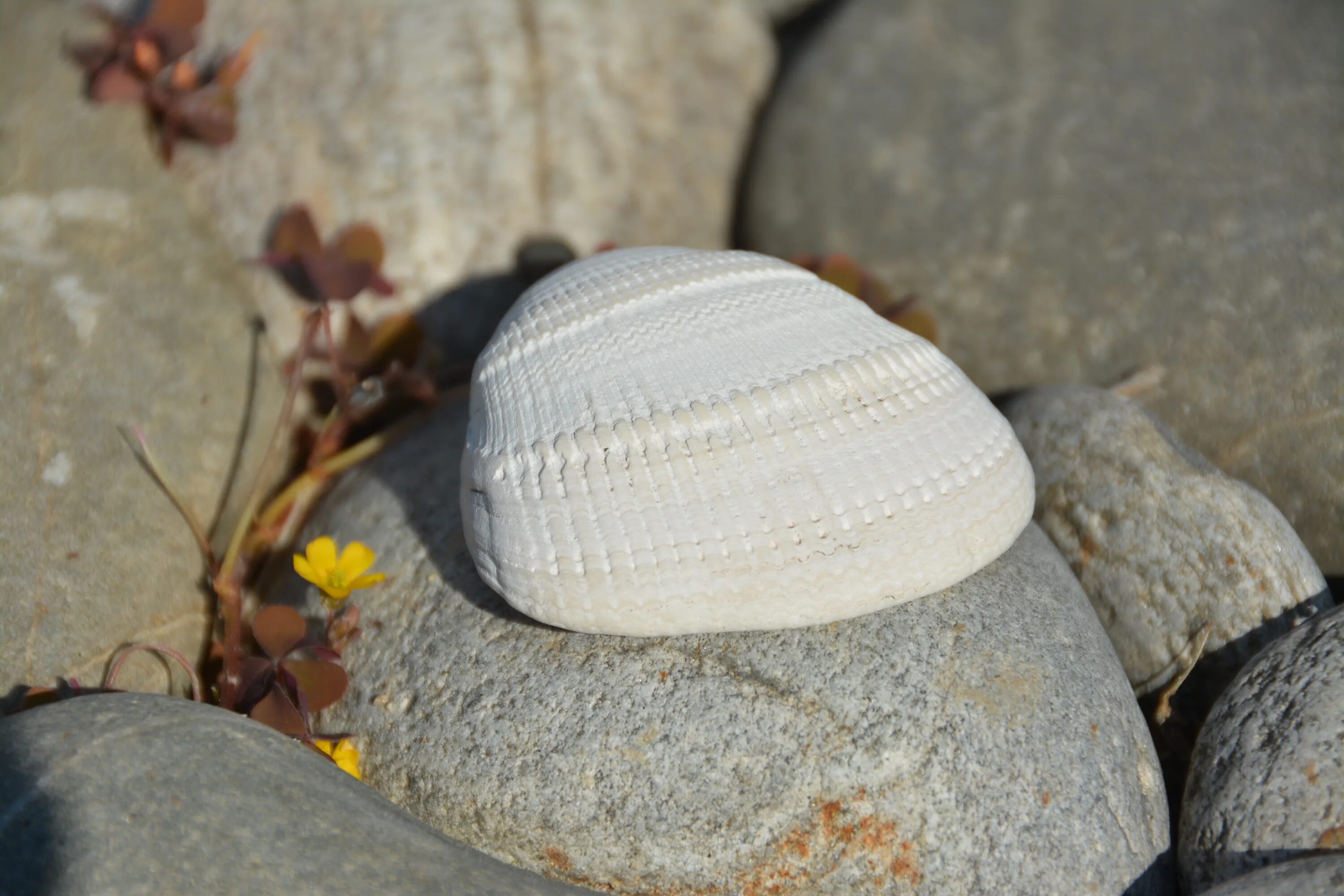 Shell stone. Камни и ракушки. Каменная Ракушка. Камень из ракушек. White Shell камень.